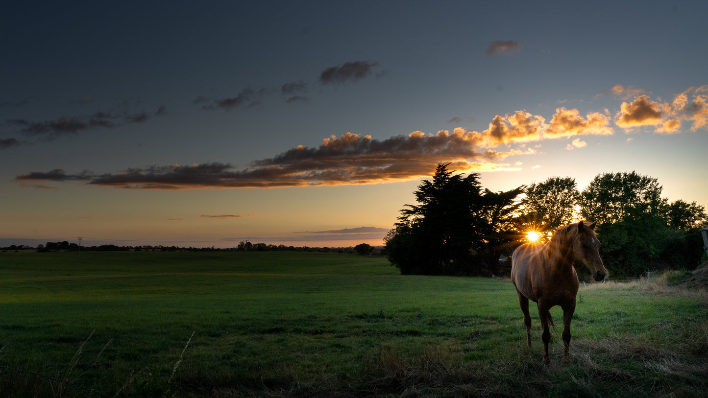 Horse at the sunset