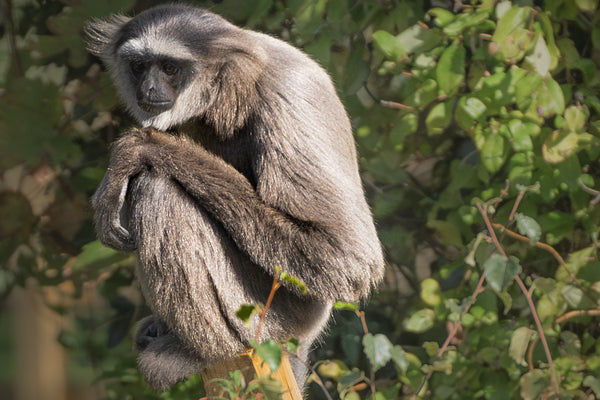 Chilled out Gibbon