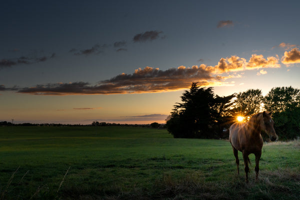 Horse at the sunset