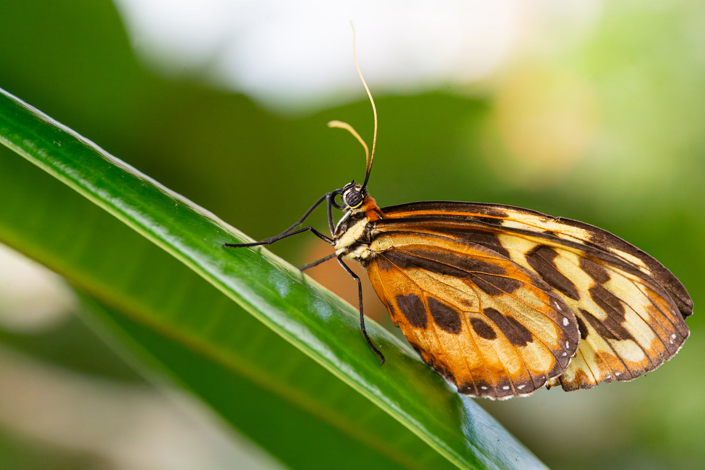 Butterfly takes a break
