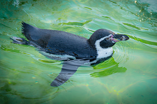 Swimming through life
