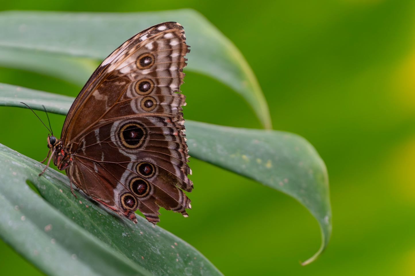 Butterfly takes a break