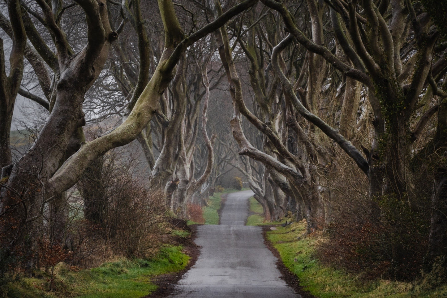 The Dark Hedges - Causeway Coast, Irlanda del Nord